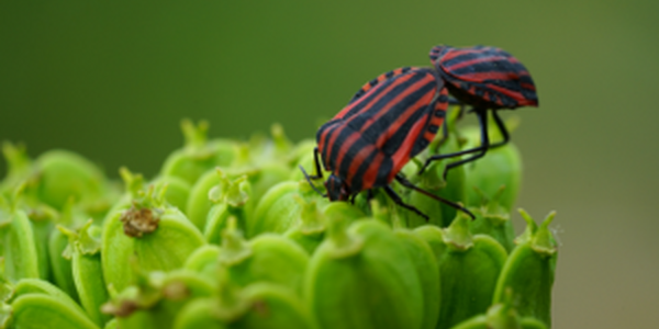 bug on plant